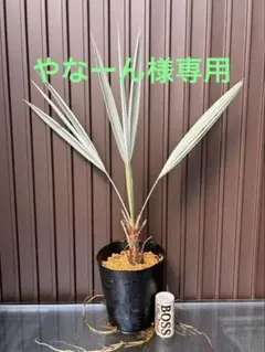 2026年最新】ブラヘアアルマータの人気アイテム - メルカリ