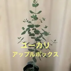 2026年最新】ユーカリ切り枝の人気アイテム - メルカリ
