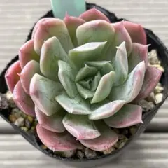 多肉植物 錦玉園コロラータ実生苗 クローン苗 美苗です。 ポットごと