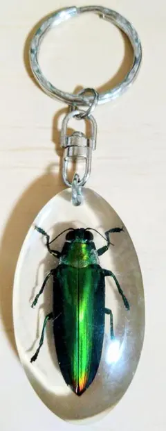 2026年最新】昆虫 玉虫の人気アイテム - メルカリ