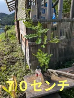 山椒　実生　苗　70cmのサムネイル
