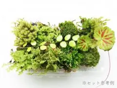 【深山の潤い】南紀の天然苔＆山野草10種Lサイズ｜オーダー後採取｜苔テラリウム用のサムネイル