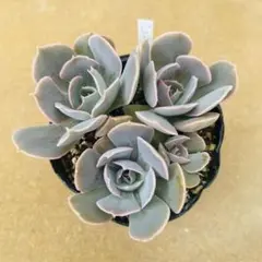 お得♡【リラシナxエレガンス②】葉挿しっ仔 画像の全部 抜き苗