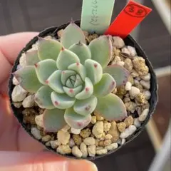 2025年最新】多肉リンゼアナの人気アイテム - メルカリ