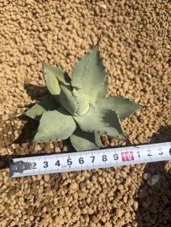アガベ パリー トランカータ 15 実生 【選抜株 地植え 耐寒性】 - メルカリ