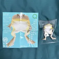マルメタピオカガエル マグネット