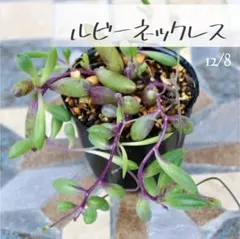 多肉植物【ルビーネックレス】 ポットごと or 抜き苗 6㎝ポット