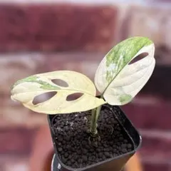 Monstera Adansonii 'Variegata'のサムネイル