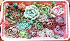 ✴️多肉植物詰め合わせ✴️多肉弁当✴️カット苗