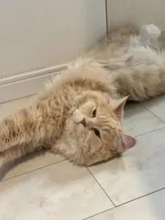 猫の写真