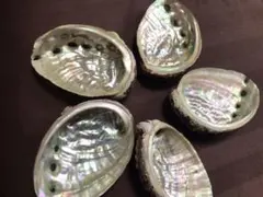 アワビ貝殻　三陸産です！