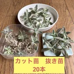 2025年最新】多肉植物 朧月の人気アイテム - メルカリ