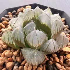 ハオルチア　ブルー水晶