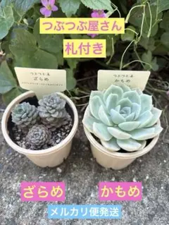 ⭐️メルカリ便発送⭐️つぶつぶ屋さん　札付き　ざらめ　かもめ　抜き苗のサムネイル