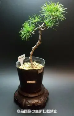 【60歳　那須五葉松盆栽】 　　⭕最終価格、交渉中❗ Yahoo!オークション - 那須五葉松 五葉松 五葉松盆栽 葉性抜群