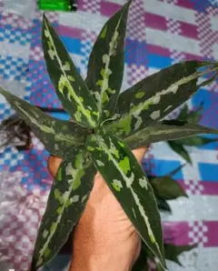 Aglaonema pictum \