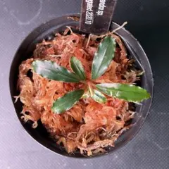 Eurycentrum sp. Papua ユーリセントラム パプア - メルカリ