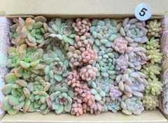 5 多肉植物　多肉弁当　詰め合わせ　寄せ植え　セット　カット苗　韓国苗　セダム