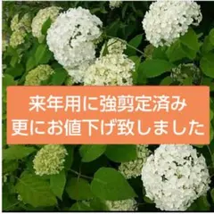 アナベル B⑦ 白いアジサイ 挿し芽２年目幼苗 アメリカ紫陽花 抜き苗１本 アナベル B⑦ 白いアジサイ 挿し芽2年目幼苗 アメリカ紫陽花