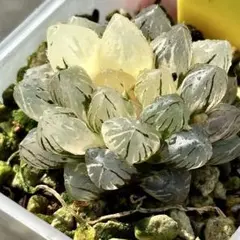 ル*ク様 OMオブツーサ錦　超美株　ハオルチア　観葉植物　26