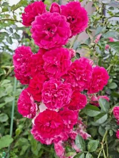 user_1f9d9448様 リクエスト 2点 まとめ商品