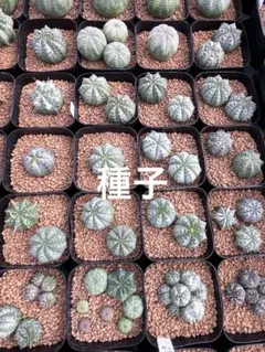 2026年最新】ユーフォルビア オベサ ホリダの人気アイテム - メルカリ