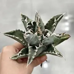 2025年最新】姫厳竜の人気アイテム - メルカリ