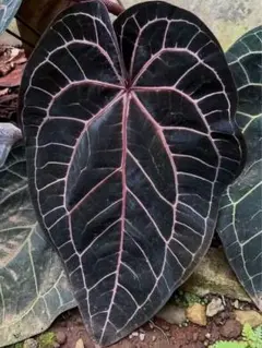 2026年最新】アンスリウムミッシェルの人気アイテム - メルカリ