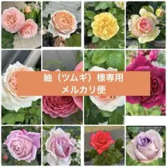 紬（ツムギ）様専用　メルカリ便　バラ枝　10種20本