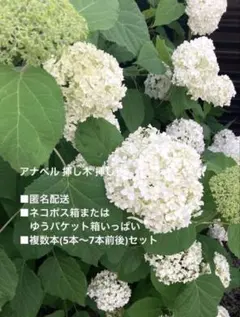 紫陽花 アナベル ひこばえ幼苗④ アメリカアジサイ 抜き苗1本 - メルカリ