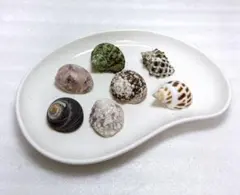 ヤドカリ貝殻 Mサイズ位 ヤドカリさんの宿替えに♪7個セット①
