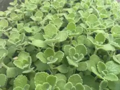人気急上昇♪ アロマティカス 抜き苗　根付き　3本　おまけカット苗4本　セットのサムネイル