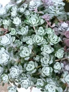 ちはまみ様 リクエスト 2点 まとめ商品