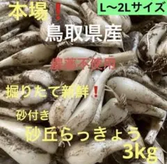 初物❗️鳥取県産 農薬不使用 砂丘らっきょう らっきょう 初物❗️鳥取県産 農薬不使用 砂丘らっきょう らっきょう - メルカリ