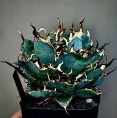 agave 'Illusion' TC【※発根済み】メルカリ史上初 極希少 2025年最新】agaveの人気アイテム - メルカリ