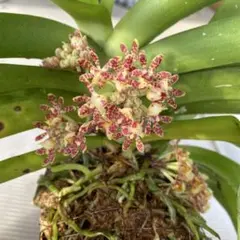 蕾あり 洋蘭原種 ガストロキラス SP 自然種 ミャンマー 2025年最新