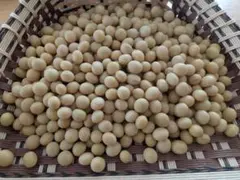 令和7年度産 大豆 1.5kg ユキホマレ | Mercari