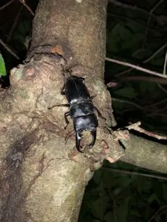 2025年最新】クワガタ掻き出し棒の人気アイテム - メルカリ