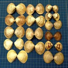 ハマグリ貝殻 15対★はまぐり 貝雛・お細工物用　中小サイズ