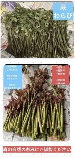 岐阜県さん、山菜の王様、旬の山菜、 　イタドリ、虎杖 ネコポス箱、いっぱい 山菜の王様 岐阜県産 自生天然もの旬の山菜 初物 すかんぽ イタドリ