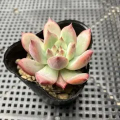 【美苗・特大株】錦玉園　二瓶リンゼアナ 錦玉園さん苗 二瓶リンゼアナ 特大株