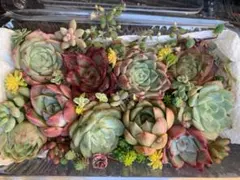 新春！お年玉企画！限定価格☆ひと苗追加！寄せ植えSET♡B