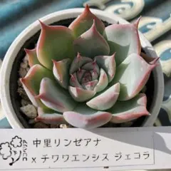 福ROU様 リクエスト 4点 まとめ商品