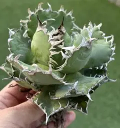 アガベ 鉢植発送 フィリグリー 極上血統 超特選株 2025年最新】フィリグリー アガベの人気アイテム - メルカリ