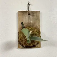 2026年最新】デラロ ビカクシダの人気アイテム - メルカリ