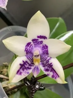 2026年最新】洋蘭原種の人気アイテム - メルカリ