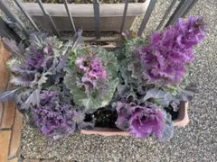 ミニ葉牡丹の花の種50粒 ④自家採種 寄せ植え ガーデニング地植えプランターのサムネイル