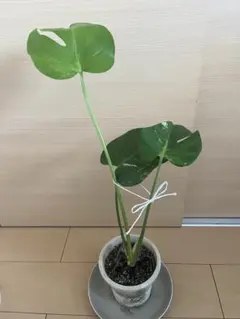 モンステラ デリシオーサ 斑入りロング4号 鉢植え　2個　このまま届け 夏セール モンステラ デリシオーサ 斑入りロング4号 鉢植え 2個