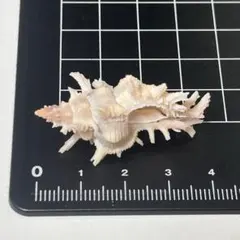 貝殻標本 小さな貝殻 ヤドカリのお宿 置物