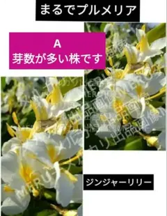 プルメリア風ジンジャーリリー Aのサムネイル
